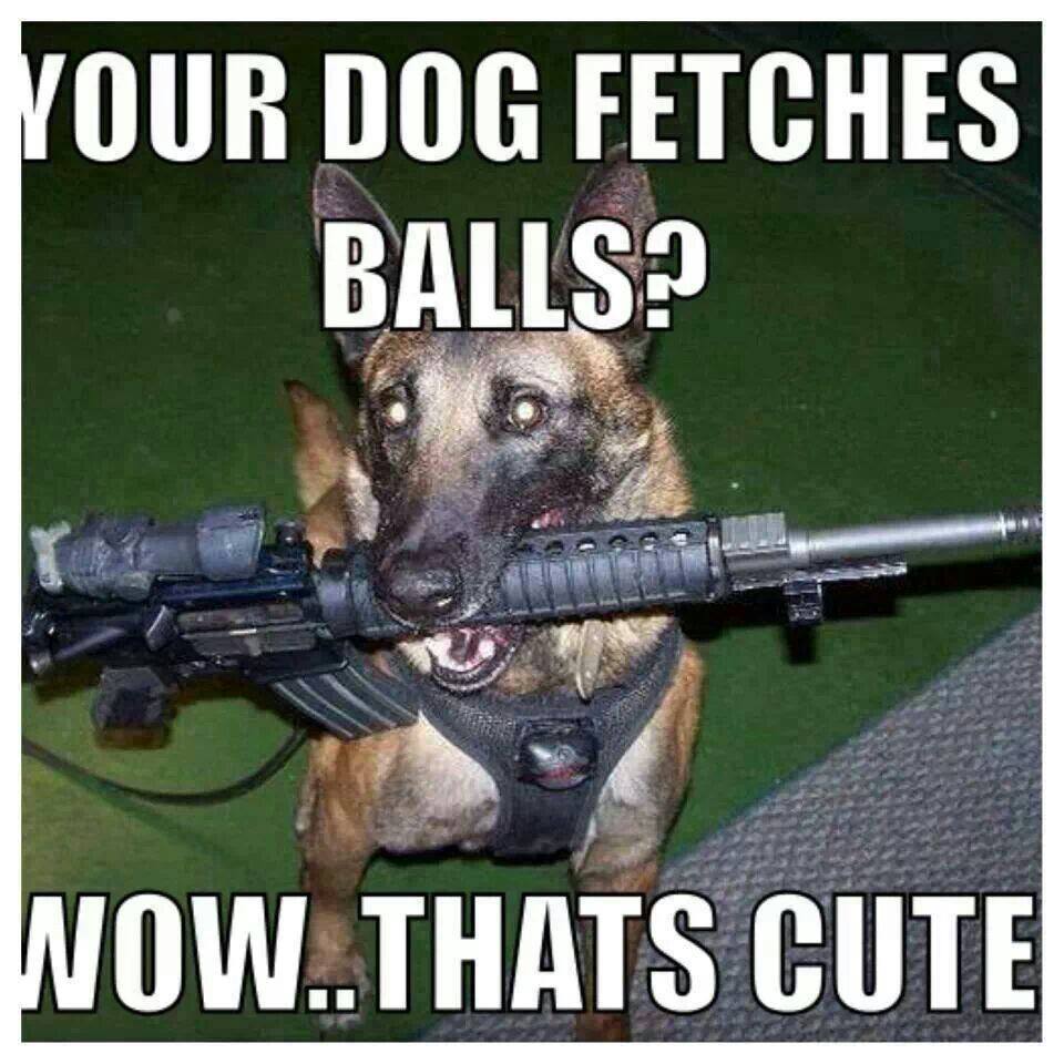 fetch.jpg