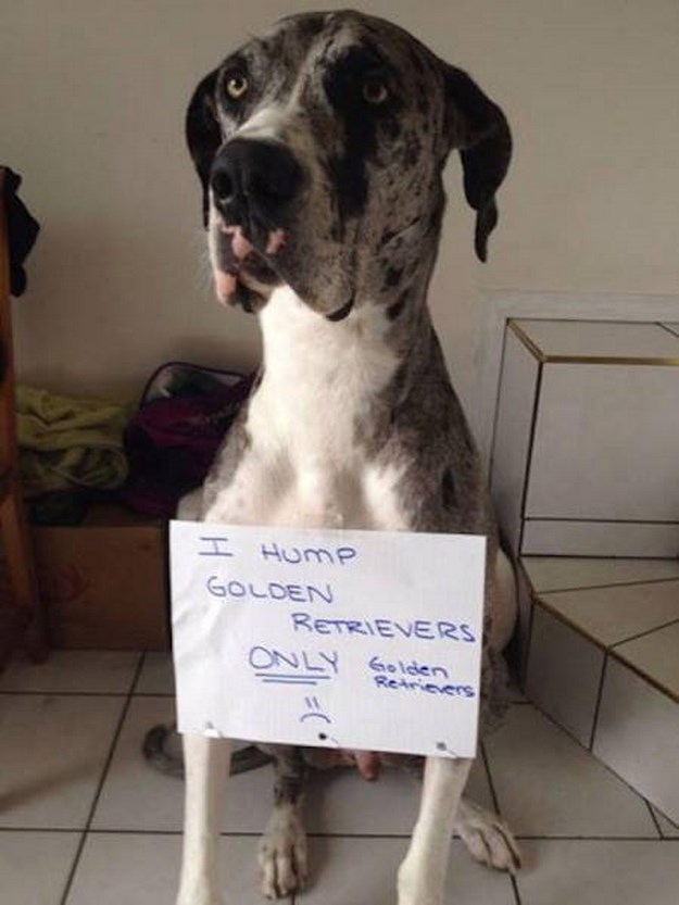 Dog-Shaming-15.jpg