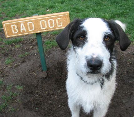 bad-dog.jpg
