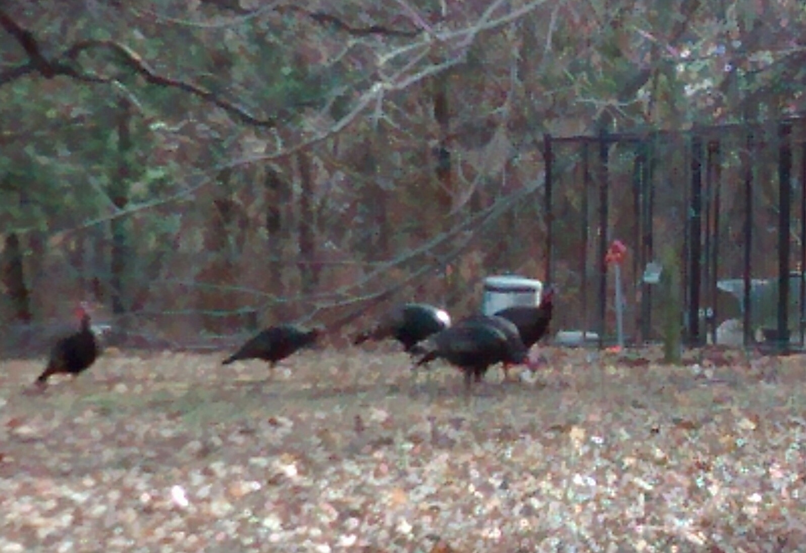 Turkeys1-1.jpg